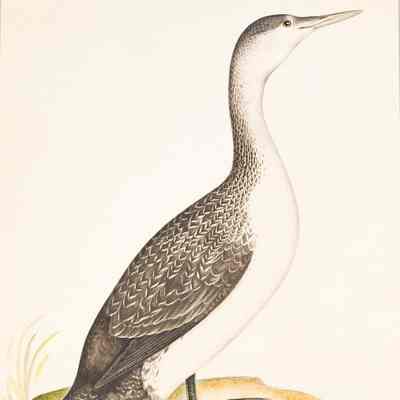 Speckled Diver or Loon