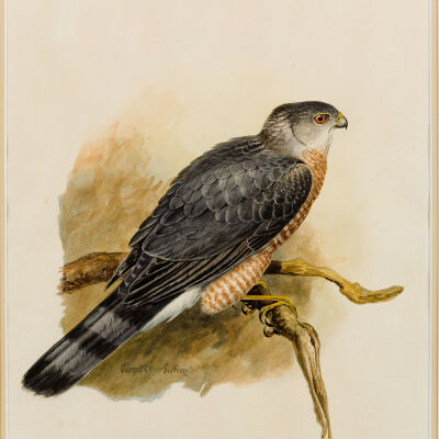 Untitled [Cooper's Hawk]