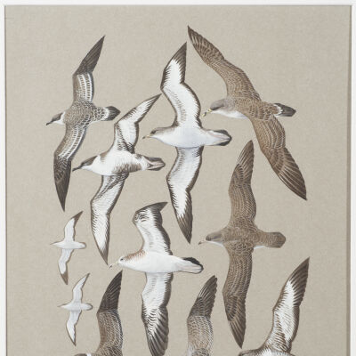 Untitled [Shearwaters]