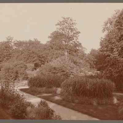 Botanic Garden, Cambridge, August 13, 1902 5pm
