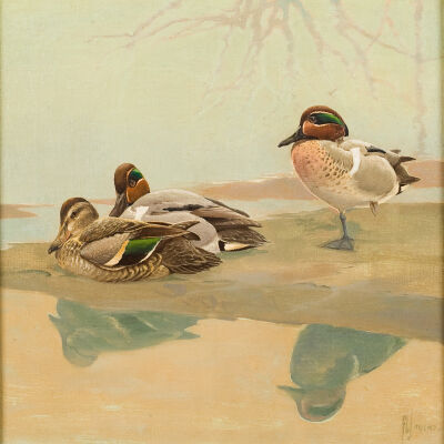 Untitled [Green-winged Teal]