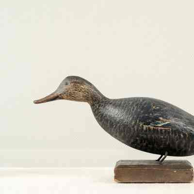 Untitled [American Black Duck]