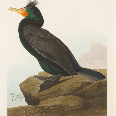 Double-crested Cormorant