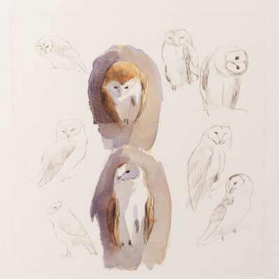 Barn Owl Studies