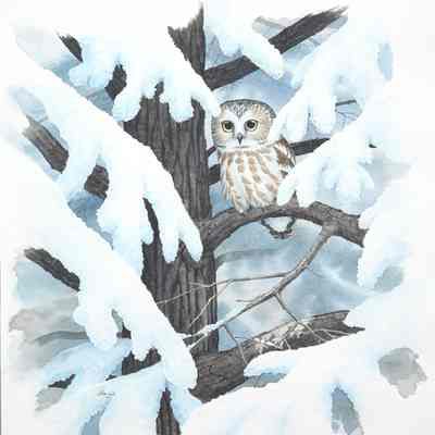 Untitled [Northern Saw-whet Owl]