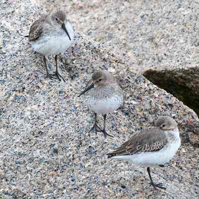 Dunlin Three