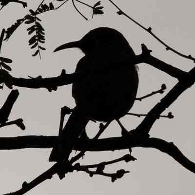 Curved-billed Thrasher