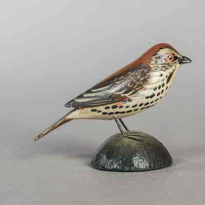 Untitled [Wood Thrush]