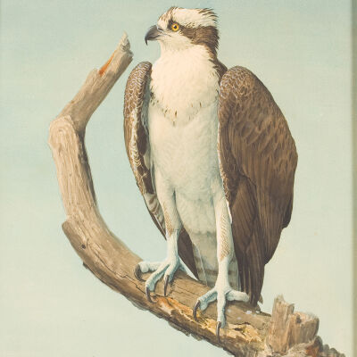 Untitled [Osprey]