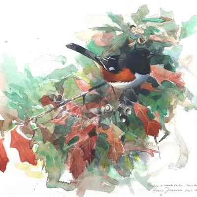 Towhee and Scrub Oak, Nantucket, Sept. '94
