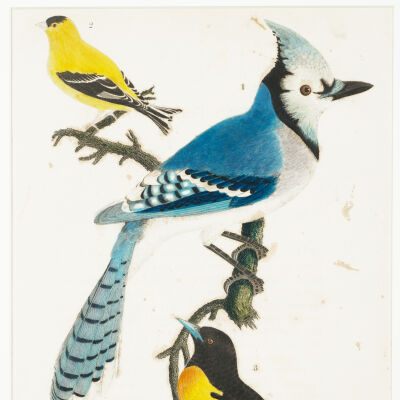 Blue Jay. Yellow Bird or Goldfinch. Baltimore Bird