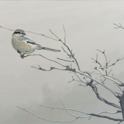 Untitled [Northern Shrike]