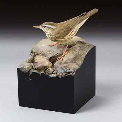 Louisiana Waterthrush