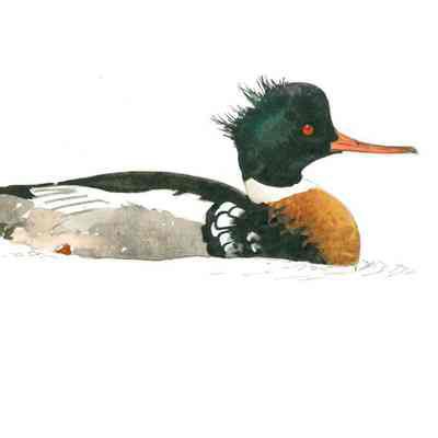 Red-breasted Merganser