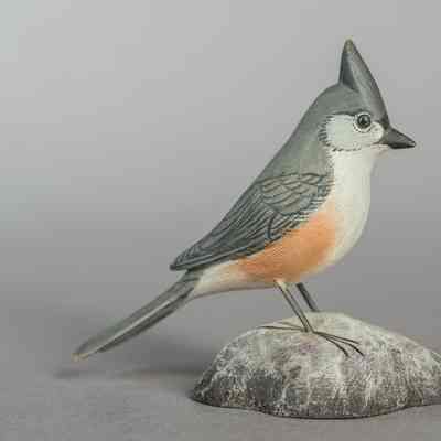 Tufted Titmouse