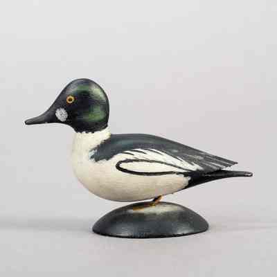 Male American Goldeneye [American Goldeneye Drake]