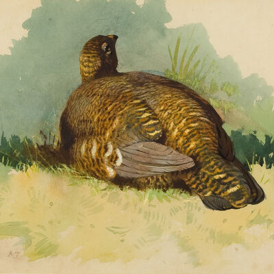 Untitled [A Watchful Grouse]