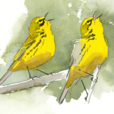 Prairie Warbler in Song