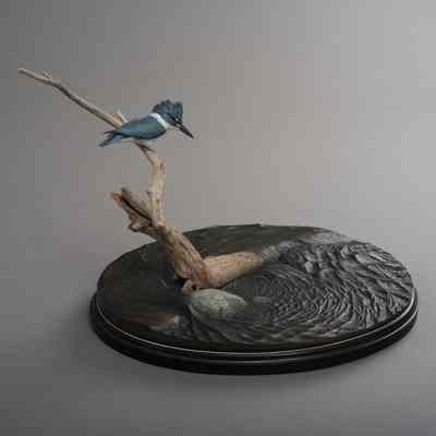 Loyalhanna--Belted Kingfisher