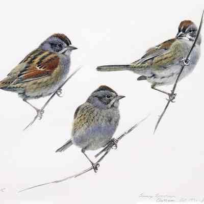 Swamp Sparrows / Chatham, Oct. 1991- from memory