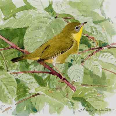 Female Yellowthroat