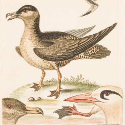 Untitled [Tropicbird and Jaeger]