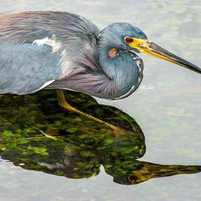 Under the Reflection