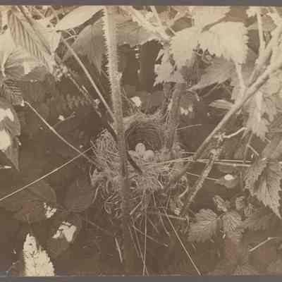 Alder Flycatcher's nest, Sheep Island, Penobscot Bay, Maine