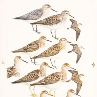 Untitled [Sandpipers]