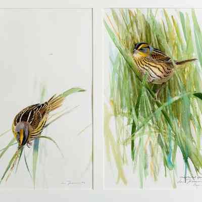 Studies of a Sharp-tailed Sparrow, Sept. '94