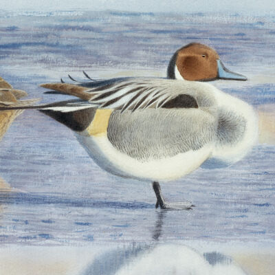 Northern Pintails