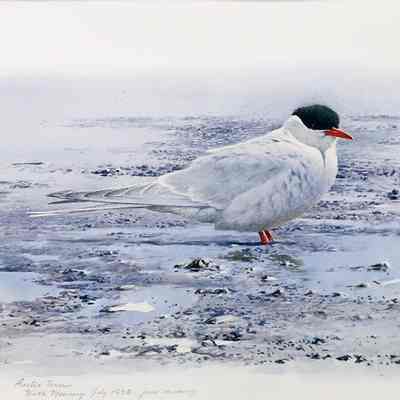Arctic Tern / North Monomoy July 1992 - from memory