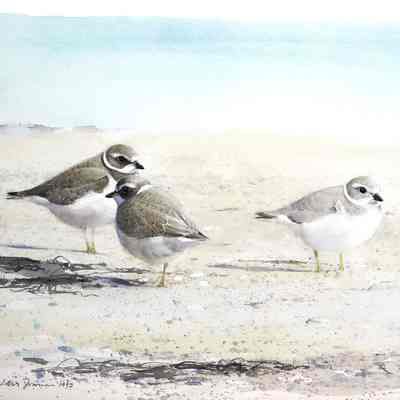 Untitled [Plovers]