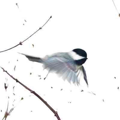 Chickadee
