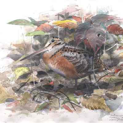 American Woodcock and Poison Ivy, Sept. '95