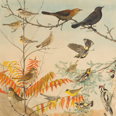 Untitled [Audubon Bird Chart Number Four]