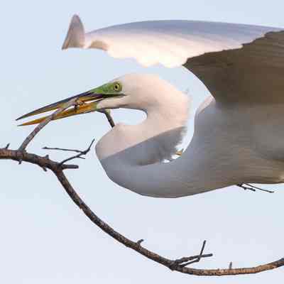 Great Egret with Curved Stick