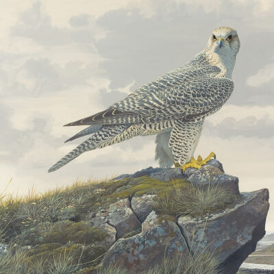 Gyrfalcon --Iceland