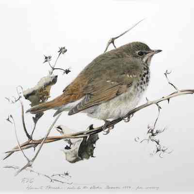 Hermit Thrush
