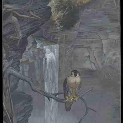 Peregrine Falcon at Taughannock Falls by Robert V. Clem