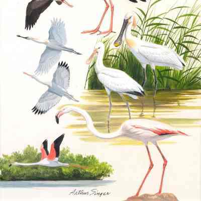 Untitled [Flamingo, Spoonbill, Storks]