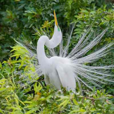 Aigrette