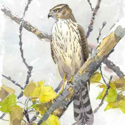 Young Cooper's Hawk in Poplar