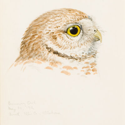 Burrowing Owl