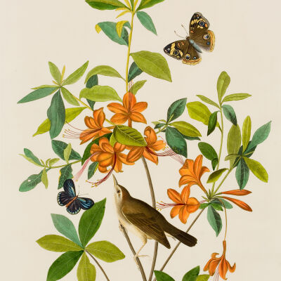 Brown headed Worm eating Warbler