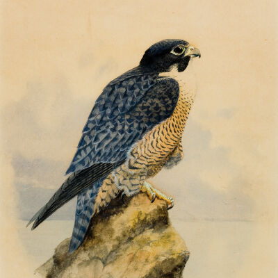Untitled [Peregrine Falcon]