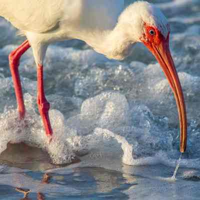 White Ibis