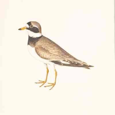 Charadrius hiaticula. Sea-lark
