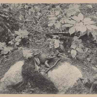 Bull frog, Pine Point, Lake Umbagog Maine, August 28, 1896