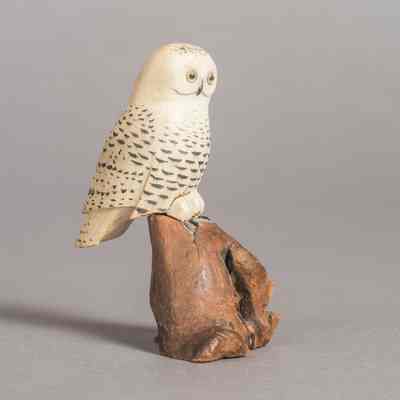 Snowy Owl